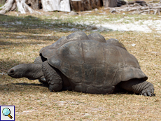 Männliche Aldabra-Riesenschildkröten (Geochelone gigantea)