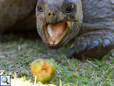 Diese Aldabra-Riesenschildkröte (Geochelone gigantea) hat einen Leckerbissen gefunden