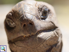 Am Maul haben Aldabra-Riesenschildkröten (Geochelone gigantea) kleine Zacken, die beim Festhalten der Nahrung helfen