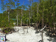Der Mangrovensumpf auf Curieuse ist ein artenreicher und interessanter Lebensraum