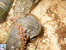 Gehäuse toter Exemplare von Terebralia palustris werden häufig von Einsiedlerkrebsen genutzt