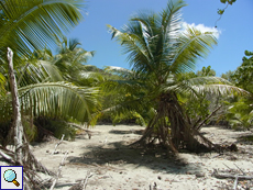 Am Rande des Mangrovensumpfs wachsen Kokospalmen (Cocos nucifera)