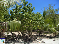 Portiabaum (Thespesia populnea) am Rand des Mangrovensumpfes