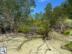 Tote Pflanzen bleiben im Mangrovensumpf einige Zeit erhalten