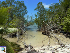 Mancherorts liegen abgestorbene Bäume im Mangrovensumpf