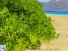 Am Strand der Anse St. Jose wachsen riesige Büsche der Pflanzenart Scaevola taccada
