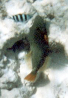 Orangestreifen-Drückerfisch (Orange-lined Triggerfish, Balistapus undulatus)