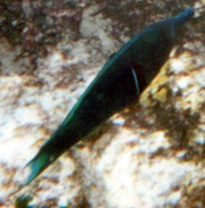 Männlicher Vogel-Lippfisch (Green Birdmouth Wrasse, Gomphosus caeruleus caeruleus)