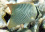 Sparren-Falterfisch (Chevron Butterflyfish, Chaetodon trifascialis)