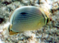 Rippen-Falterfisch (Melon Butterflyfish, Chaetodon trifasciatus)