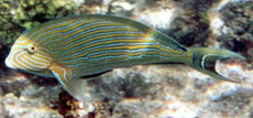 Blaustreifen-Doktorfisch (Lined Surgeonfish, Acanthurus lineatus)