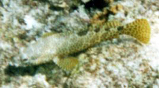 Vierfleck-Wabenbarsch (Foursaddle Grouper, Epinephelus spilotoceps)