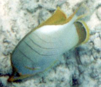 Gelbkopf-Falterfisch (Yellowhead Butterflyfish, Chaetodon xanthocephalus)