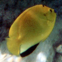Dreipunkt-Kaiserfisch (Threespot Angelfish, Apolemichthys trimaculatus)