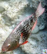 Weiblicher Nasenhöcker-Papageifisch (Ember Parrotfish, Scarus rubroviolaceus)
