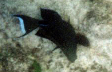 Indischer Mimikry-Doktorfisch (Indian Ocean Mimic Surgeonfish, Acanthurus tristis)