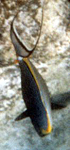 Eleganter Nasendoktor (Elegant Unicornfish, Naso elegans)