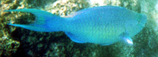 Männlicher Buckelkopf-Papageifisch (Indian Ocean Steephead Parrotfish, Chlorurus strongylocephalus)