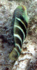 Rotbrust-Lippfisch (Redbreast Wrasse, Cheilinus fasciatus)