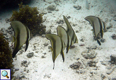Rundkopf-Fledermausfisch (Orbicular Batfish, Platax orbicularis)