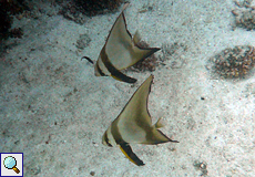 Rundkopf-Fledermausfisch (Orbicular Batfish, Platax orbicularis)