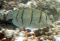 Gitter-Doktorfisch (Convict Surgeonfish, Acanthurus triostegus)