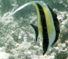 Halfterfisch (Moorish Idol, Zanclus cornutus)