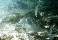 Buckel-Nasendoktorfisch (Humpback Unicornfish, Naso brachycentron)