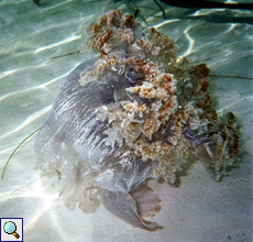 Wurzelmundqualle (Crowned Jellyfish, Cephea cephea)