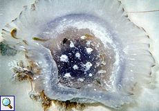 Wurzelmundqualle (Crowned Jellyfish, Cephea cephea)