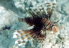 Rotfeuerfisch (Red Lionfish, Pterois volitans)