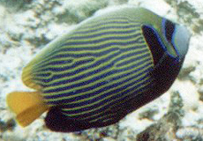 Imperator-Kaiserfisch (Emperor Angelfish, Pomacanthus imperator)