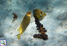 Korallen-Kaninchenfisch (Blue-spotted Spinefoot, Siganus corallinus)