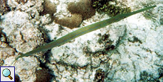 Glatter Flötenfisch (Bluespotted Cornetfish, Fistularia commersonii)