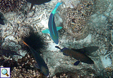 Männlicher Kugelkopf-Papageifisch (Daisy Parrotfish, Chlorurus sordidus)