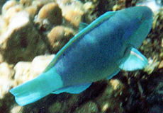 Männlicher Kugelkopf-Papageifisch (Daisy Parrotfish, Chlorurus sordidus)