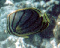Meyers Falterfisch (Scrawled Butterflyfish, Chaetodon meyeri)