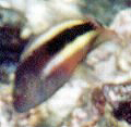 Forsters Büschelbarsch (Blackside Hawkfish, Paracirrhites forsteri)
