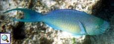 Männlicher Nasenhöcker-Papageifisch (Ember Parrotfish, Scarus rubroviolaceus)