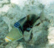 Picasso-Drückerfisch (Blackbar Triggerfish, Rhinecanthus aculeatus)
