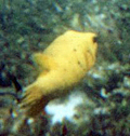 Gelbbrauner Kofferfisch (Yellow Boxfish, Ostracion cubicus)