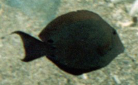 Längsstreifen-Borstenzahndoktorfisch (Striated Surgeonfish, Ctenochaetus striatus)