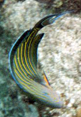Blaustreifen-Doktorfisch (Striped Surgeonfish, Acanthurus lineatus)
