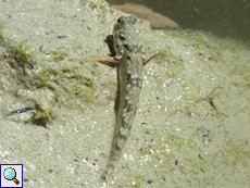 Periophthalmus kalolo (Common Mudskipper)
