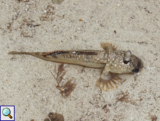 Periophthalmus argentilineatus (Barred Mudskipper)