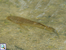 Unbestimmte Fischart Nr. 5, in Brackwasser beobachtet