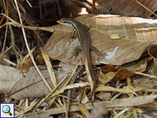Seychellen-Skink (Trachylepis seychellensis) am Glacis Noir-Wanderweg