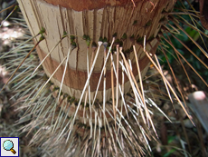 Die endemische Palmenart Deckenia nobilis schützt ihren Stamm mit Stacheln
