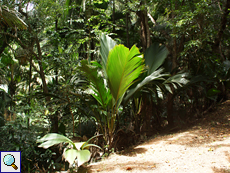 Junges Exemplar der endemischen Palmenart Phoenicophorium borsigianum