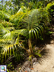 Auch die endemische Palmenart Nephrosperma van-houtteanum schützt sich mit Stacheln